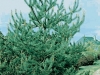 Pinus Sylvestris 